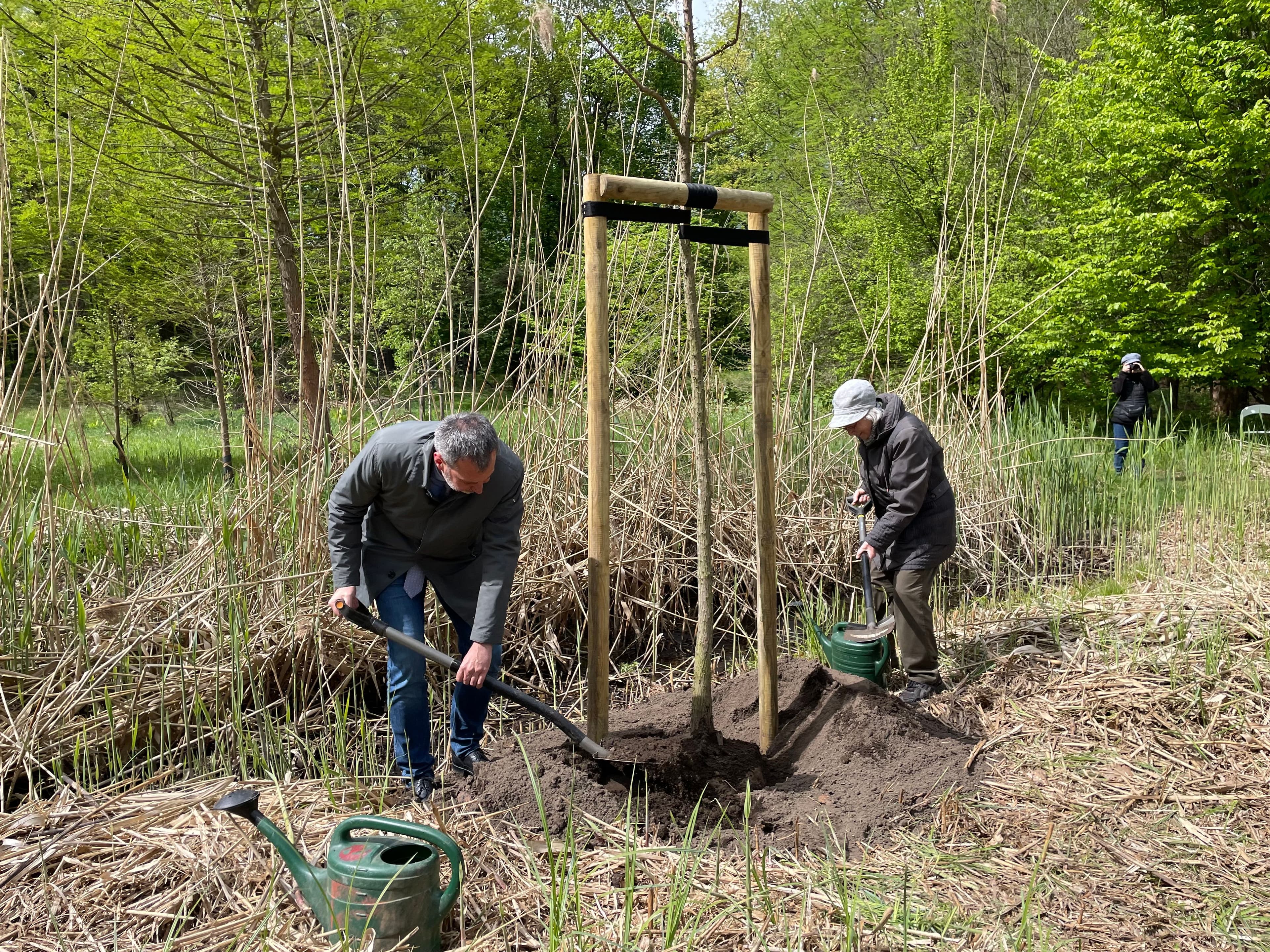 Neues Leben für den Tertiärwald: Baumpflanzaktionen in Cottbus