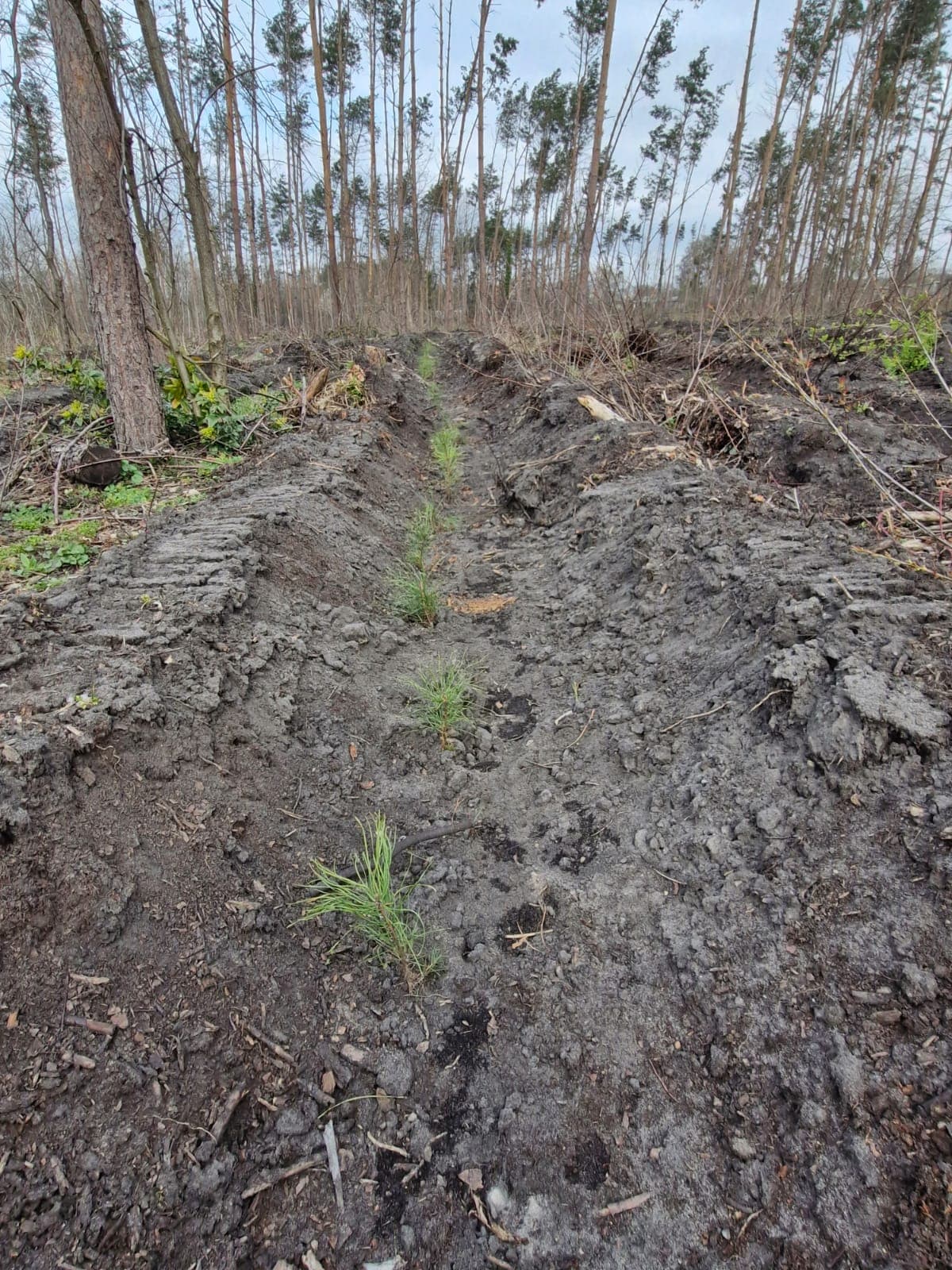 Senftenbergs Grünes Erbe: Der Neue Kaufland-Wald